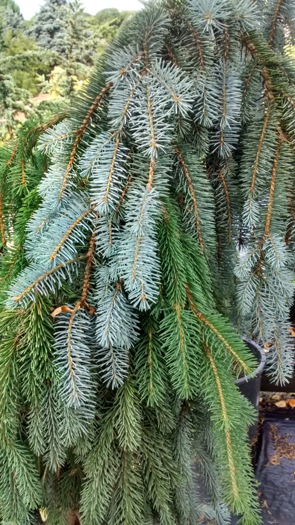 Double Graft Picea